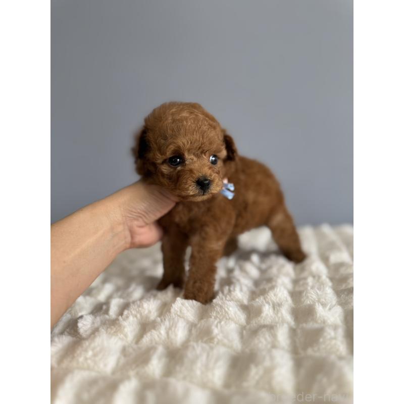 販売中の徳島県のティーカッププードル-441951の10枚目