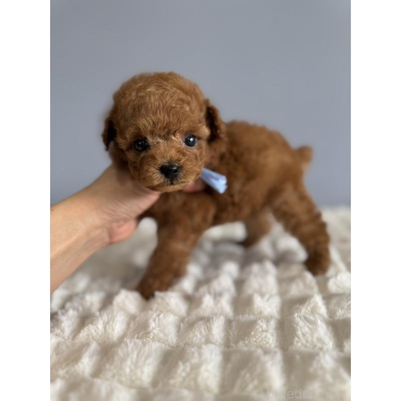 販売中の徳島県のティーカッププードル-441951