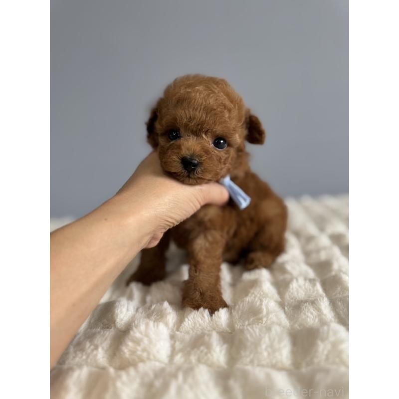 販売中の徳島県のティーカッププードル-441951の9枚目