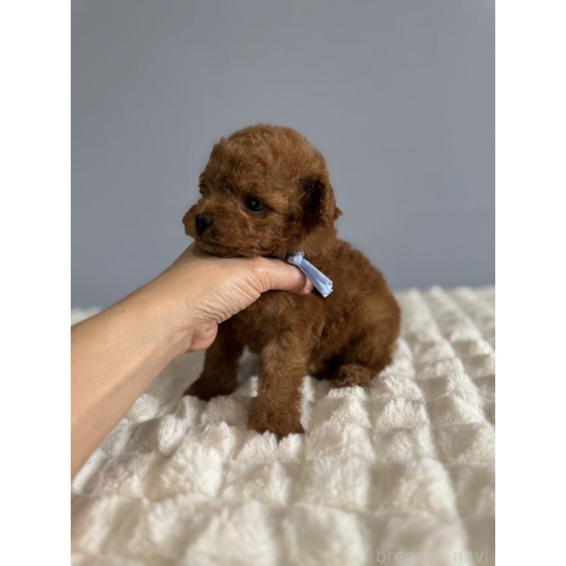 販売中の徳島県のティーカッププードル-441951の8枚目