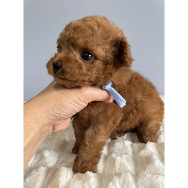 販売中の徳島県のティーカッププードル-441951の7枚目