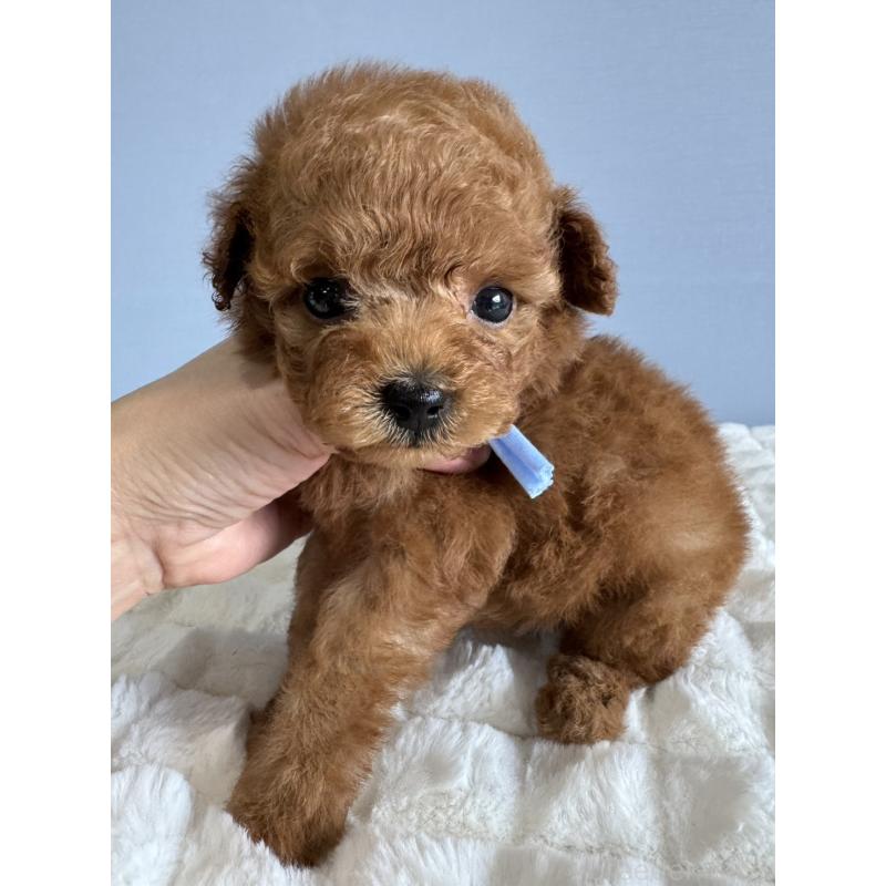 販売中の徳島県のティーカッププードル-441951の6枚目