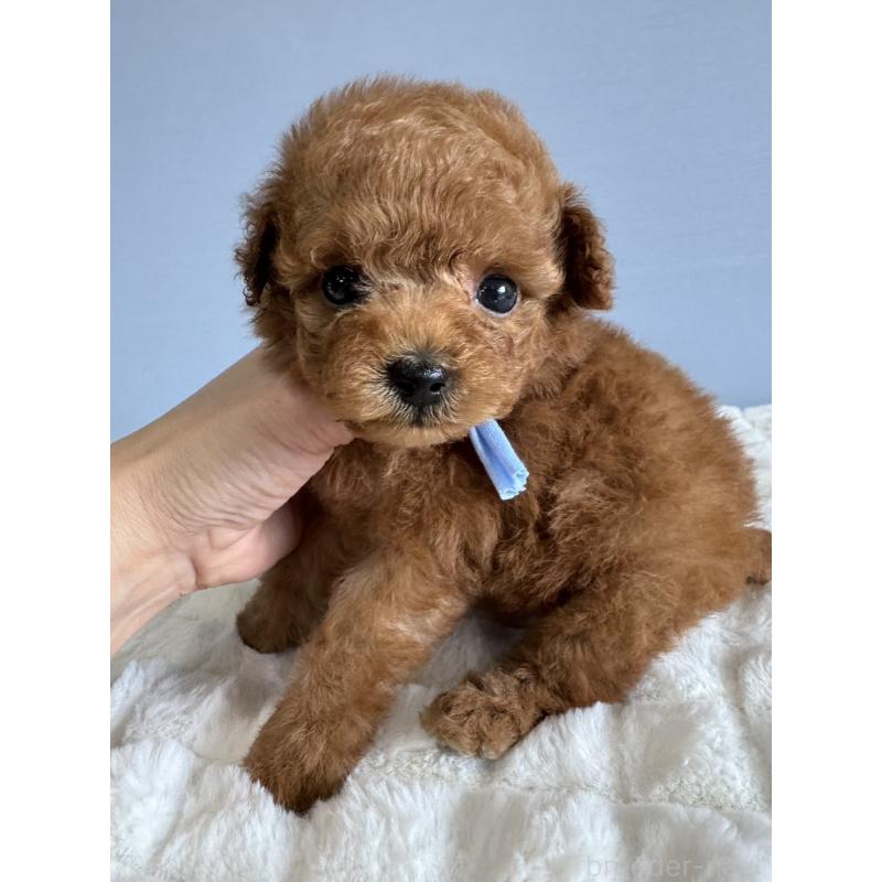 販売中の徳島県のティーカッププードル-441951の5枚目