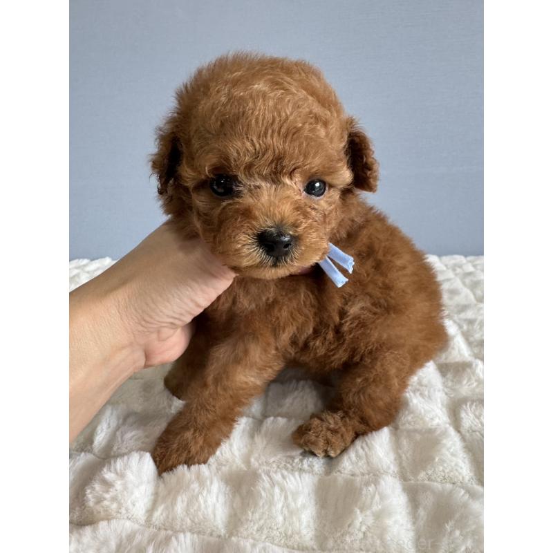 販売中の徳島県のティーカッププードル-441951の4枚目