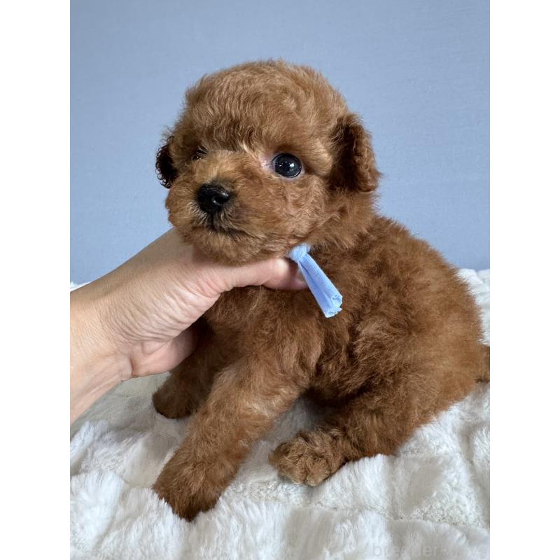 販売中の徳島県のティーカッププードル-441951の3枚目