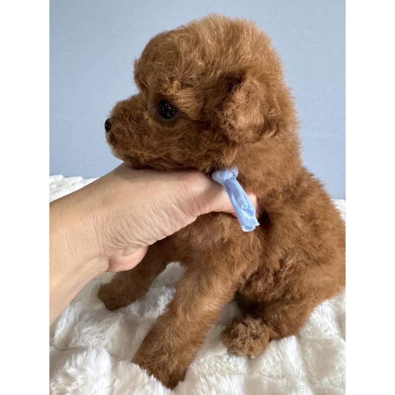 販売中の徳島県のティーカッププードル-441951の2枚目