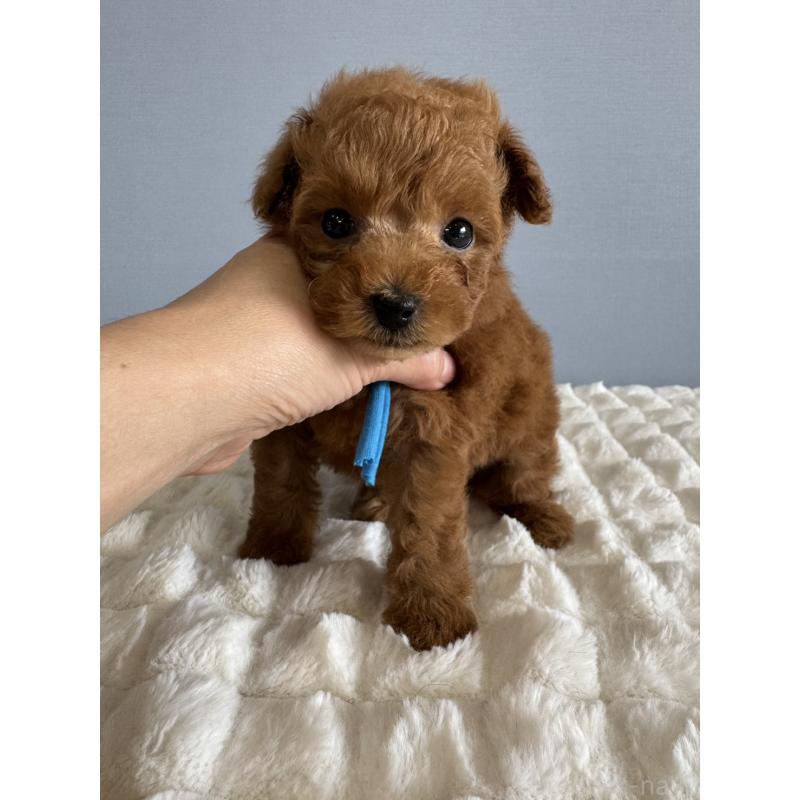 販売中の徳島県のタイニープードル-441955