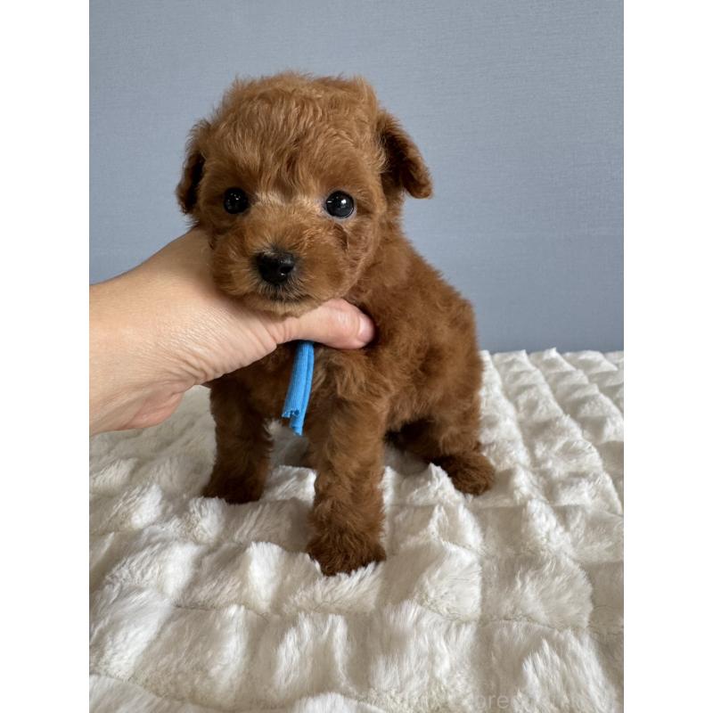 販売中の徳島県のタイニープードル-441955の10枚目