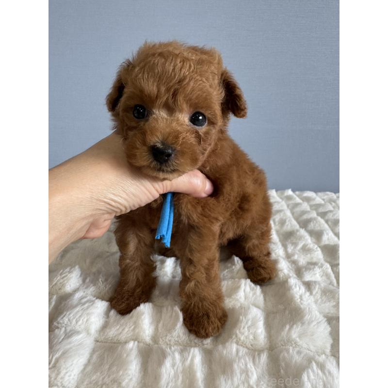 販売中の徳島県のタイニープードル-441955の9枚目