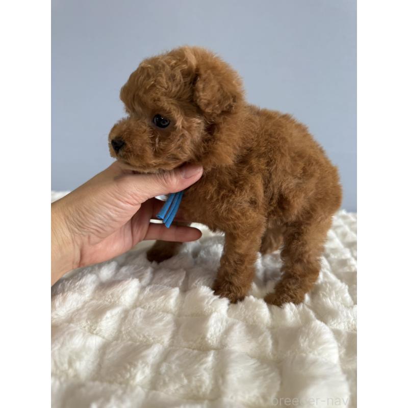 販売中の徳島県のタイニープードル-441955の8枚目