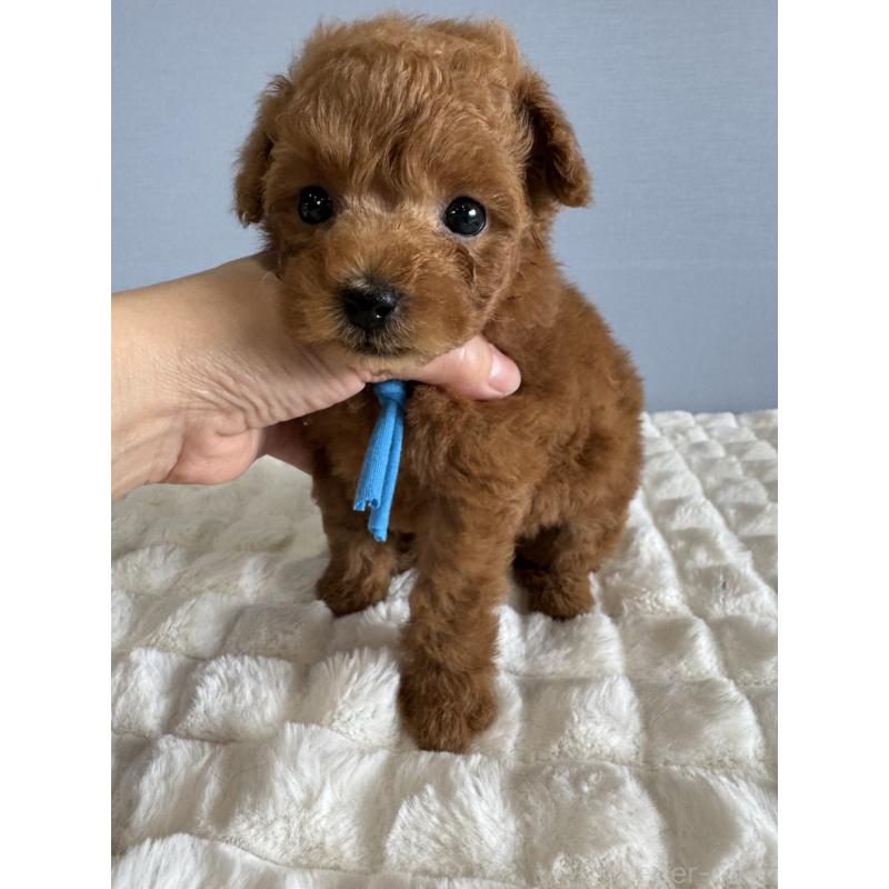 販売中の徳島県のタイニープードル-441955の6枚目