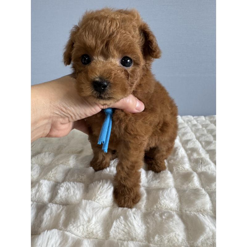 販売中の徳島県のタイニープードル-441955の5枚目