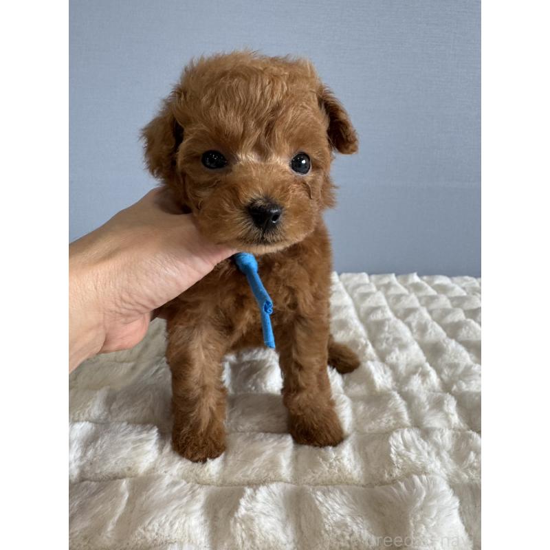 販売中の徳島県のタイニープードル-441955の4枚目