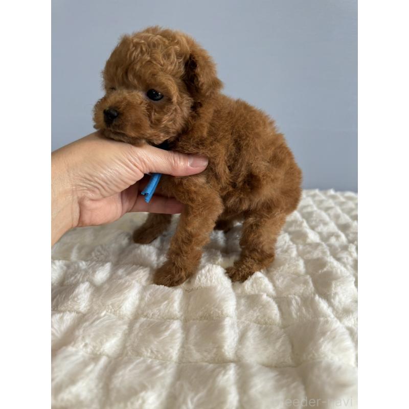 販売中の徳島県のタイニープードル-441955の2枚目