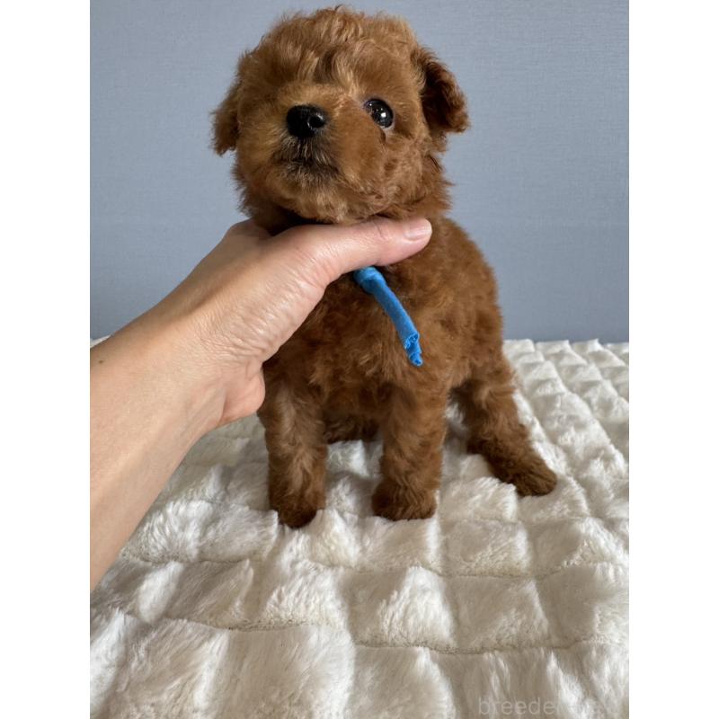 販売中の徳島県のタイニープードル-441955の3枚目