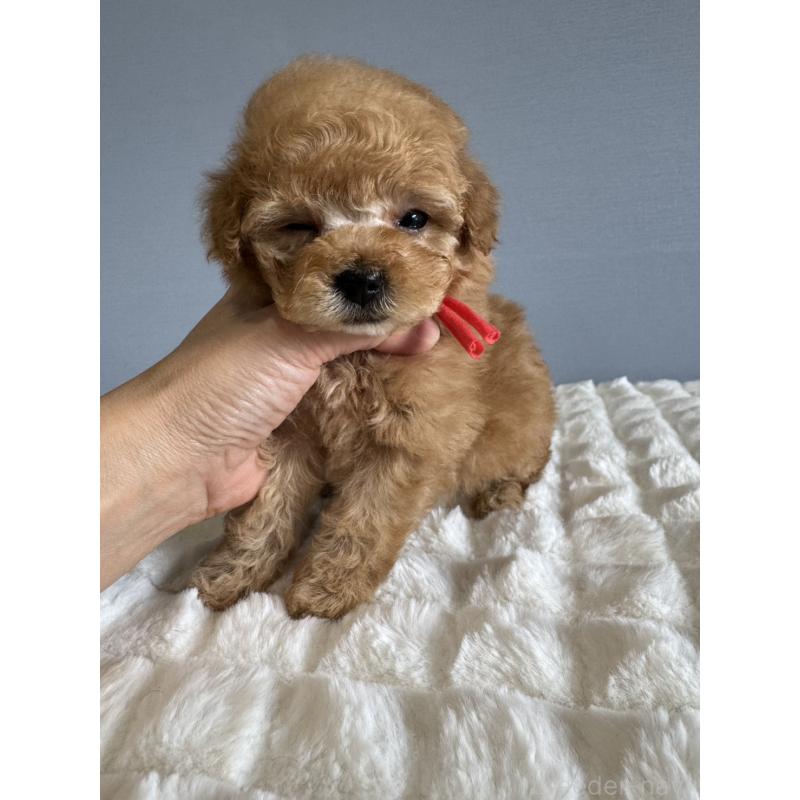 販売中の徳島県のタイニープードル-441958の16枚目