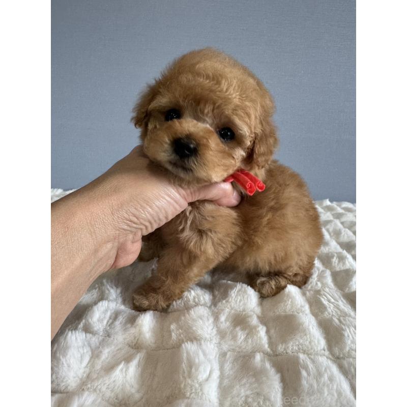 販売中の徳島県のタイニープードル-441958の14枚目