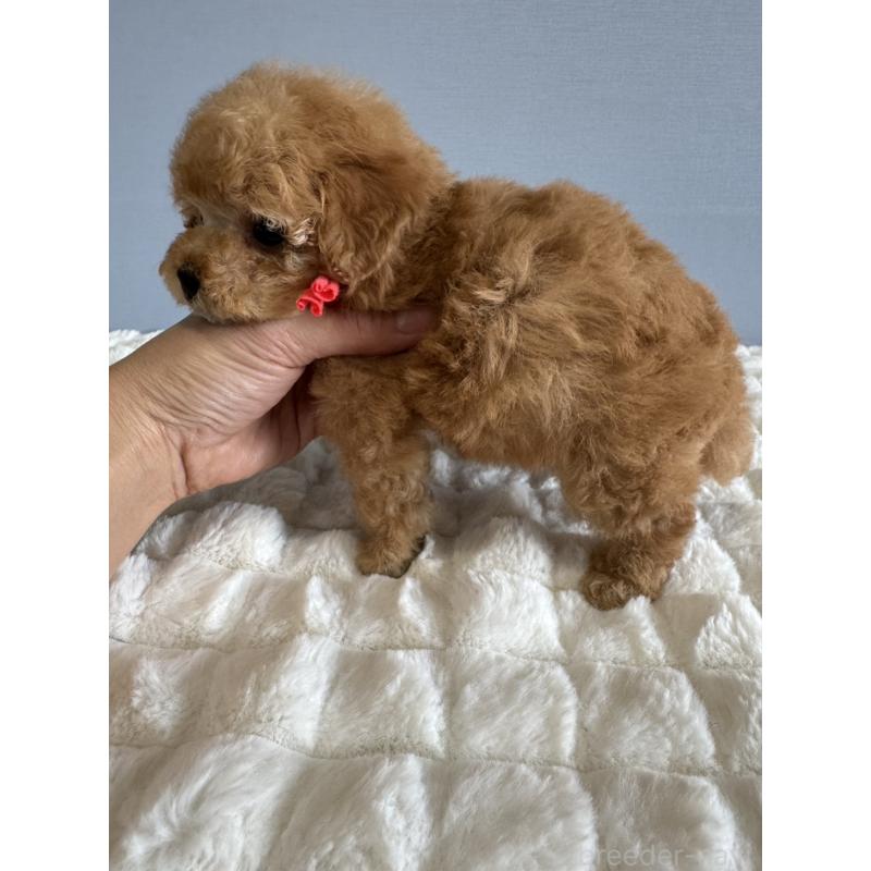 販売中の徳島県のタイニープードル-441958の13枚目