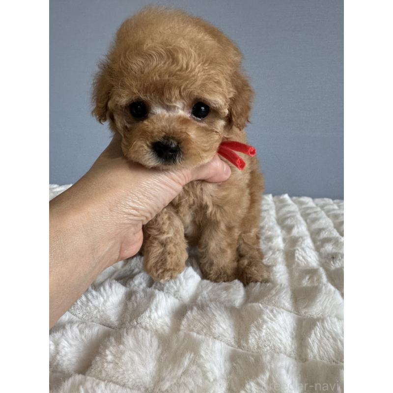 販売中の徳島県のタイニープードル-441958の1枚目