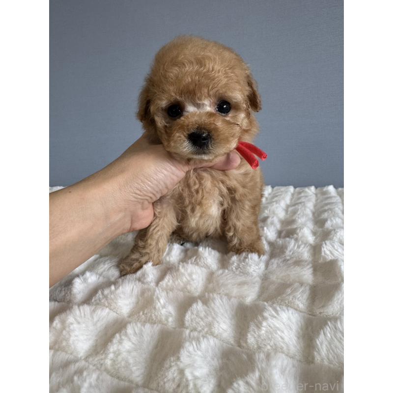 販売中の徳島県のタイニープードル-441958の12枚目