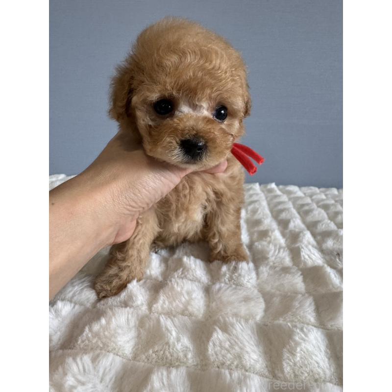 販売中の徳島県のタイニープードル-441958の11枚目