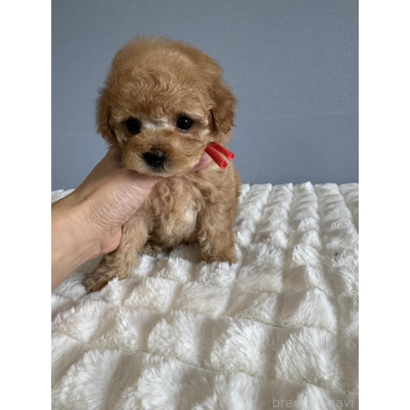 販売中の徳島県のタイニープードル-441958の10枚目