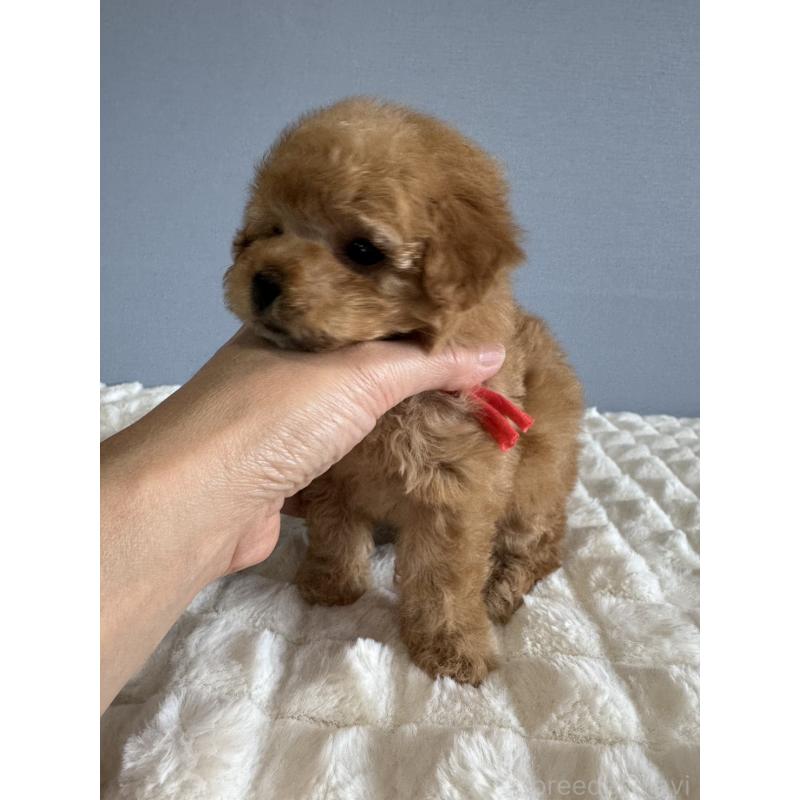 販売中の徳島県のタイニープードル-441958の9枚目