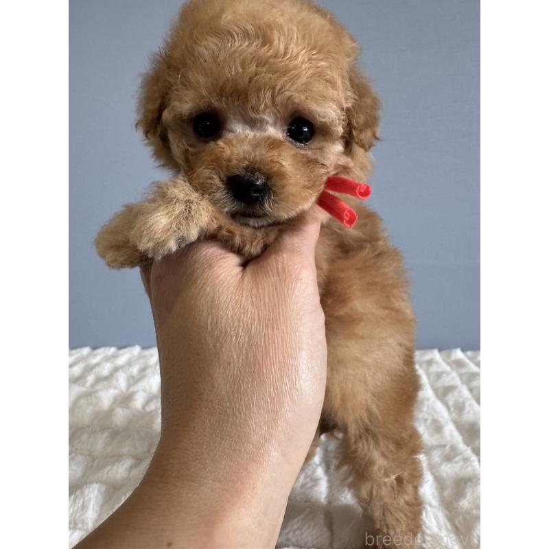 販売中の徳島県のタイニープードル-441958の8枚目