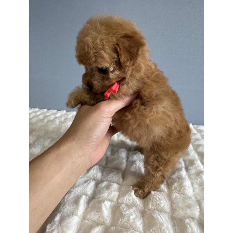 販売中の徳島県のタイニープードル-441958の7枚目