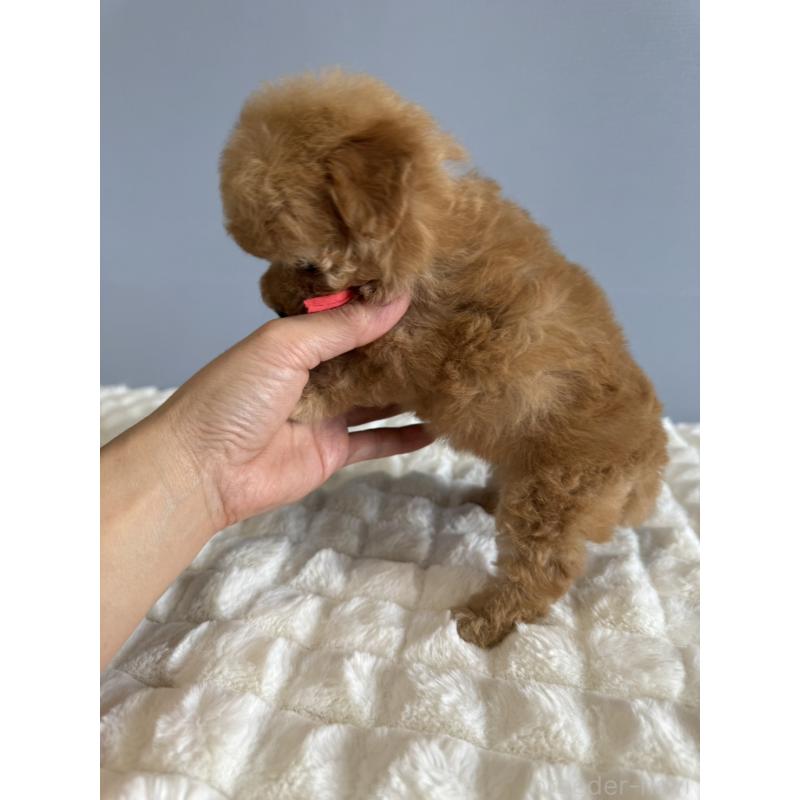 販売中の徳島県のタイニープードル-441958の5枚目