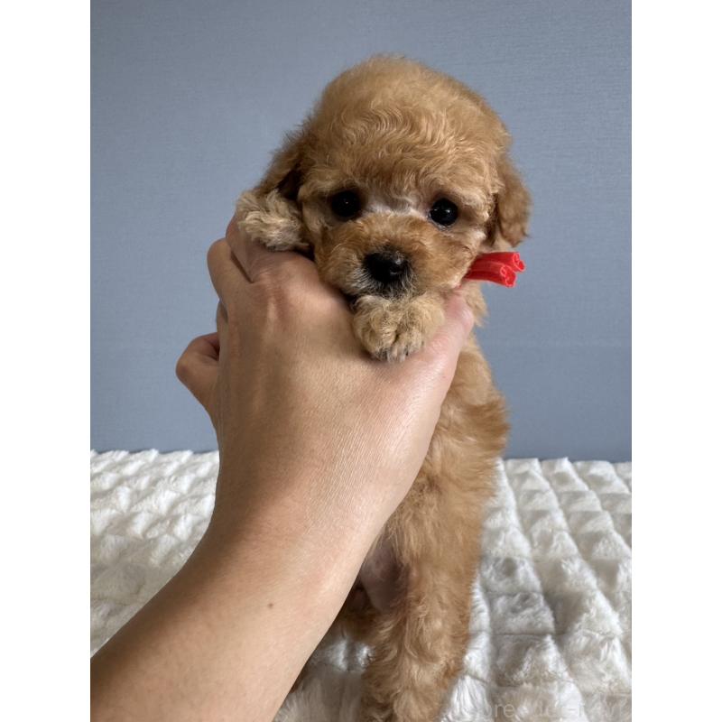 販売中の徳島県のタイニープードル-441958の6枚目