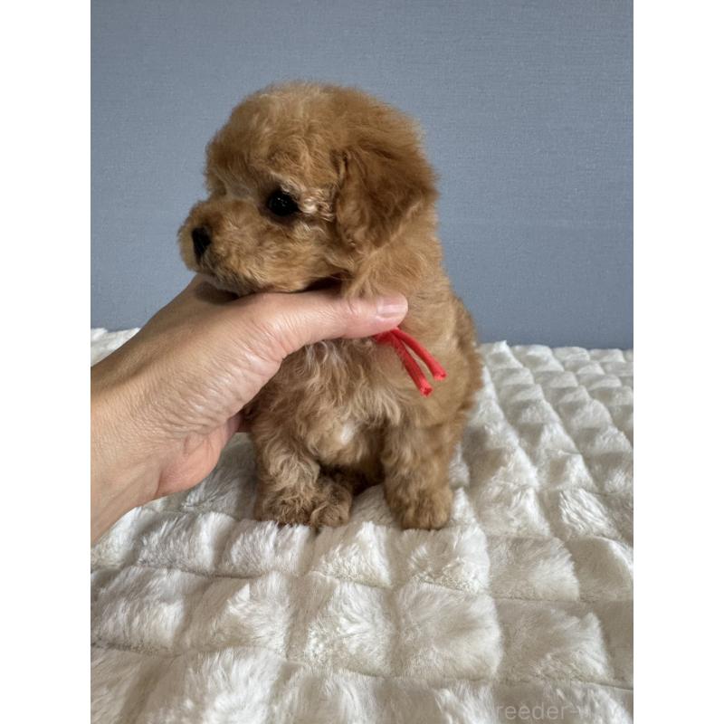 販売中の徳島県のタイニープードル-441958の4枚目