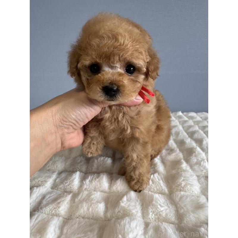 販売中の徳島県のタイニープードル-441958の3枚目