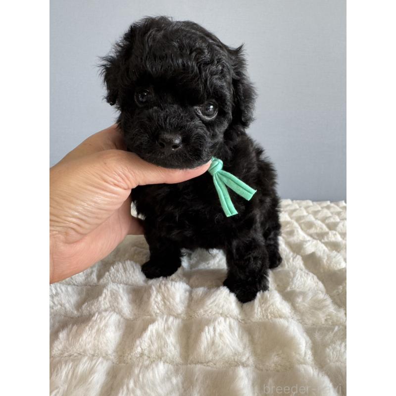 販売中の徳島県のタイニープードル-441960