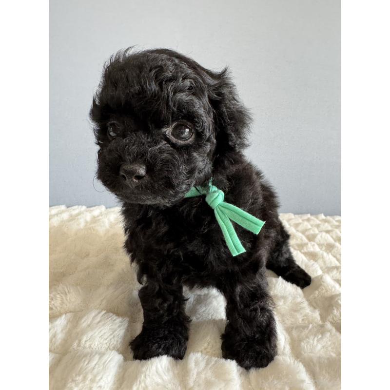 販売中の徳島県のタイニープードル-441960の14枚目