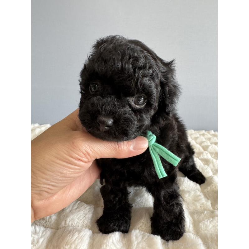 販売中の徳島県のタイニープードル-441960の13枚目