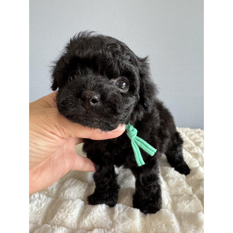 販売中の徳島県のタイニープードル-441960の12枚目