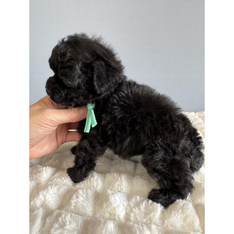 販売中の徳島県のタイニープードル-441960の10枚目