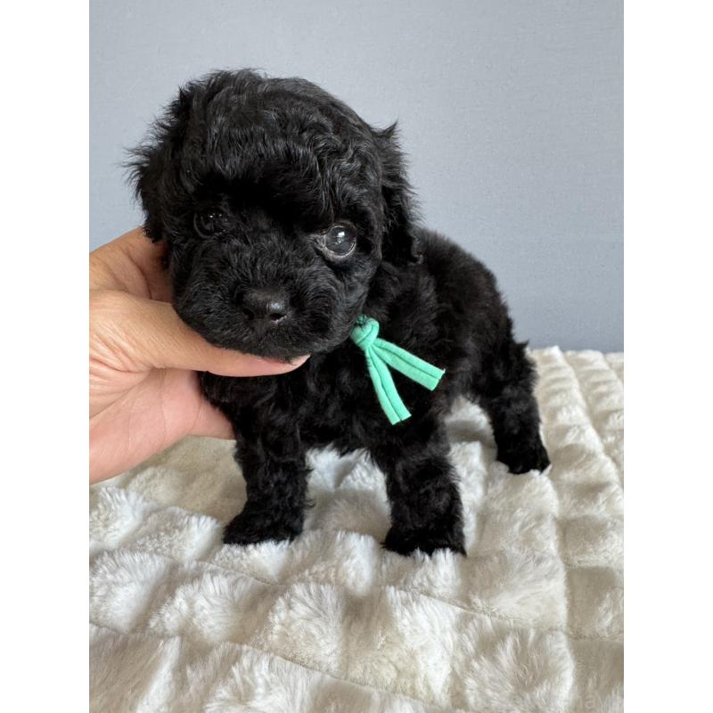 販売中の徳島県のタイニープードル-441960の9枚目