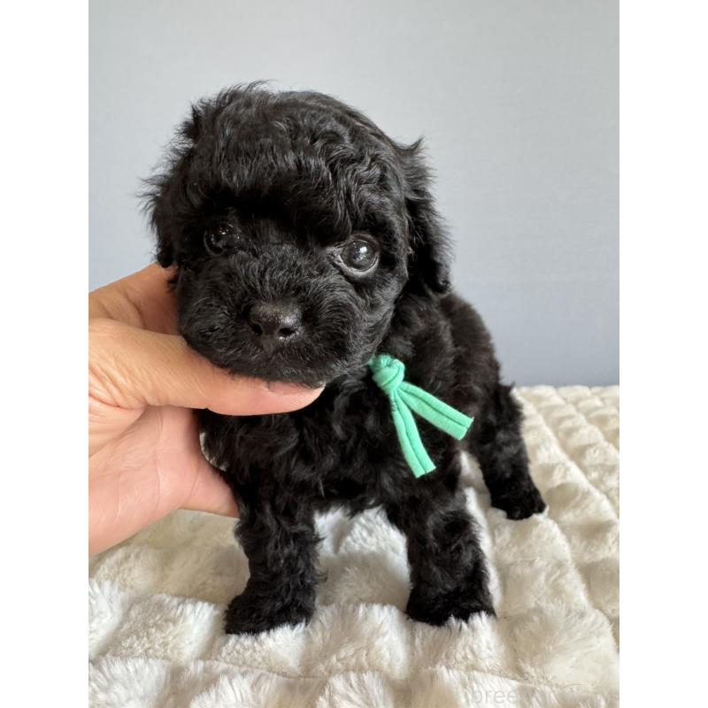 販売中の徳島県のタイニープードル-441960の7枚目