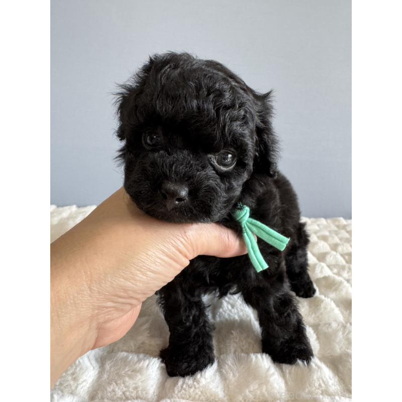 販売中の徳島県のタイニープードル-441960の8枚目