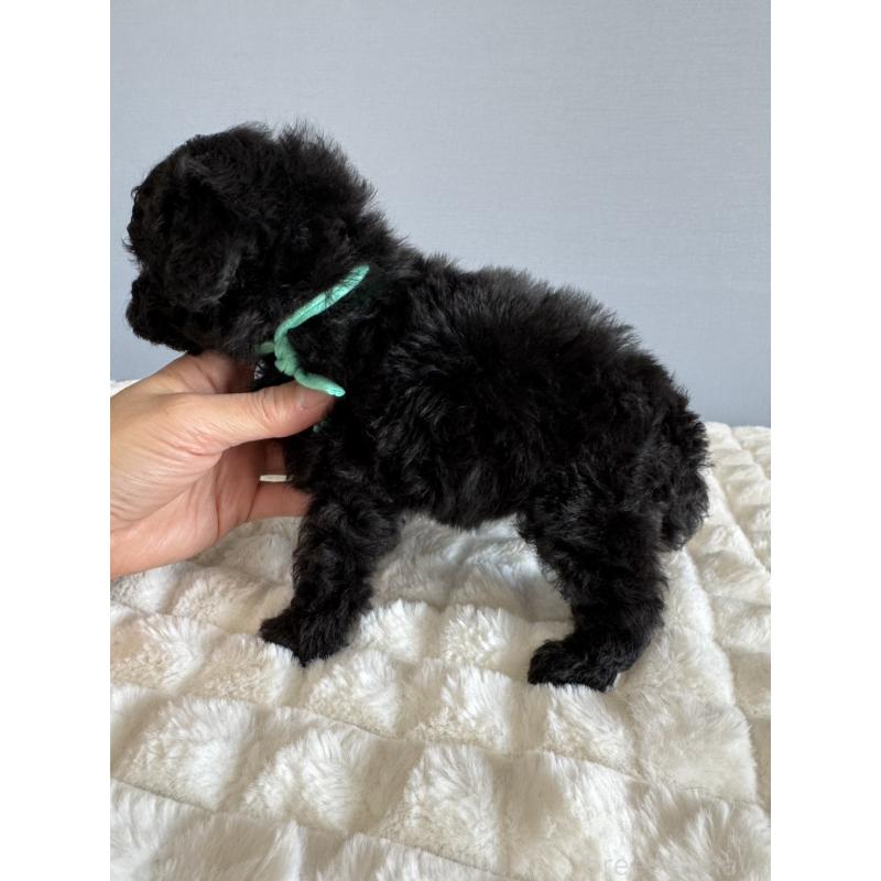 販売中の徳島県のタイニープードル-441960の6枚目