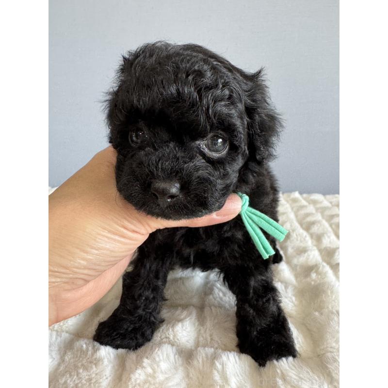 販売中の徳島県のタイニープードル-441960の4枚目