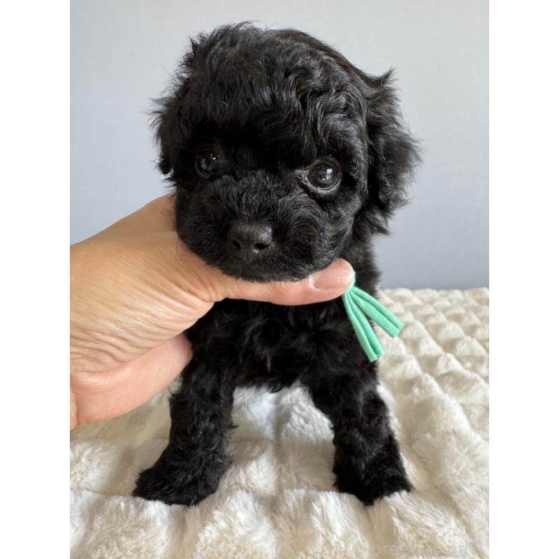 販売中の徳島県のタイニープードル-441960の5枚目