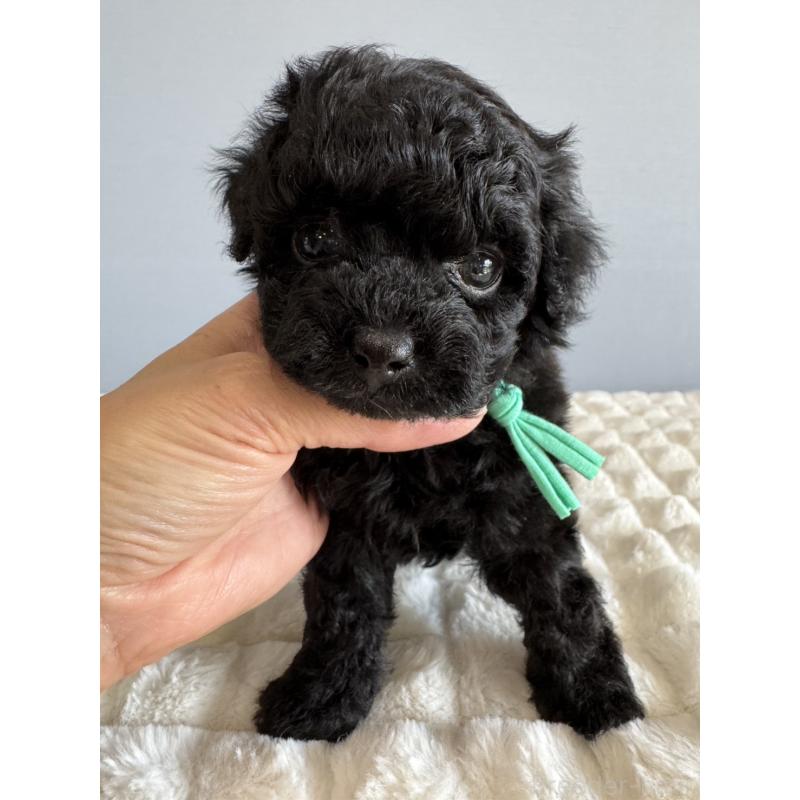 販売中の徳島県のタイニープードル-441960の3枚目