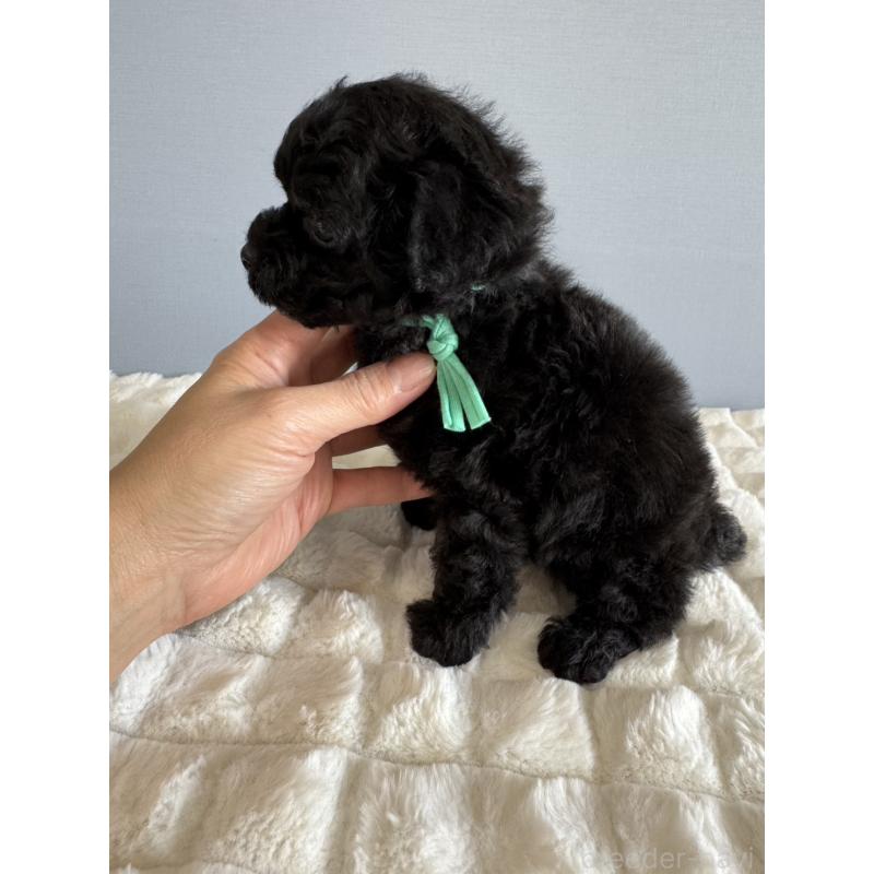 販売中の徳島県のタイニープードル-441960の2枚目