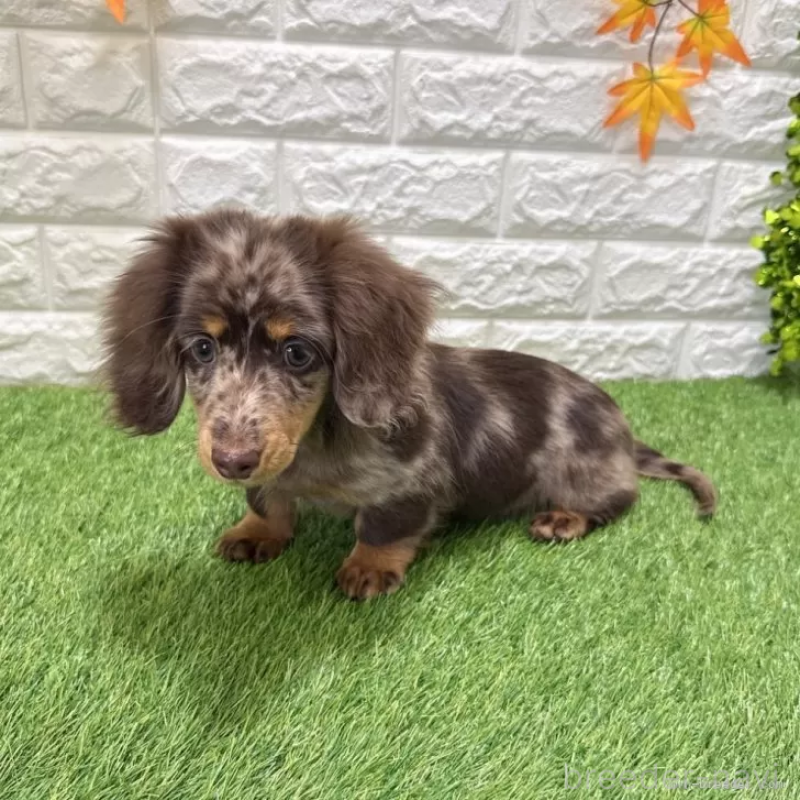 販売中の愛知県のミニチュアダックスフンド(ロングヘアード)-427718の5枚目