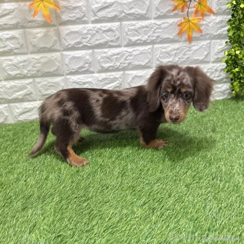 販売中の愛知県のミニチュアダックスフンド(ロングヘアード)-427718の4枚目