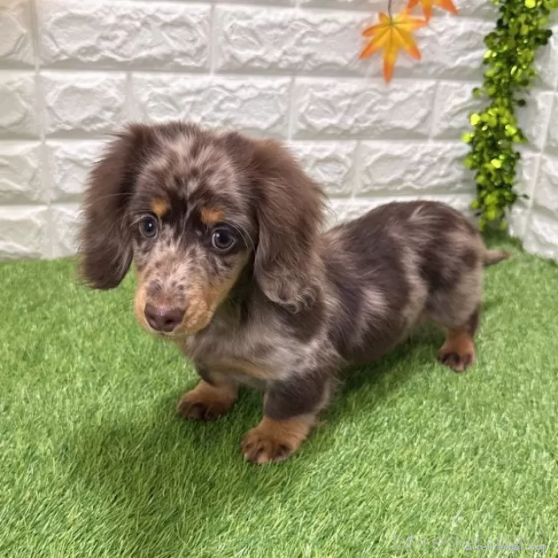 販売中の愛知県のミニチュアダックスフンド(ロングヘアード)-427718の3枚目