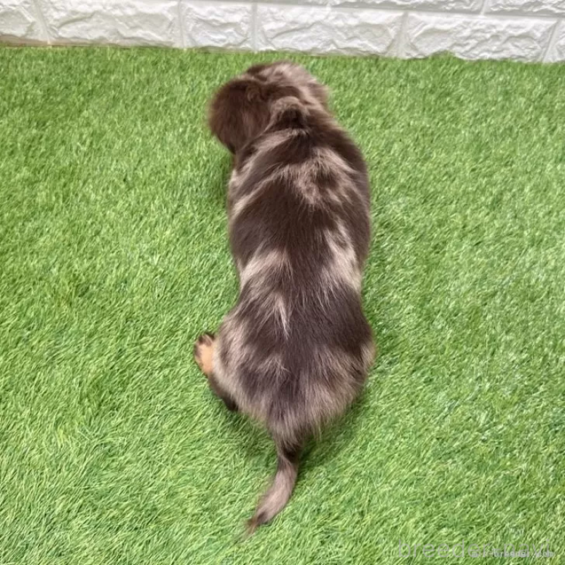 販売中の愛知県のミニチュアダックスフンド(ロングヘアード)-427718の2枚目